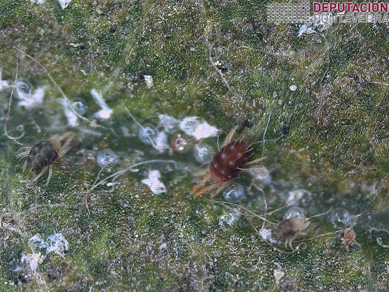 Araña vermella 30x en folla de maceira.jpg
